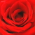 一輪の薔薇(レッド)