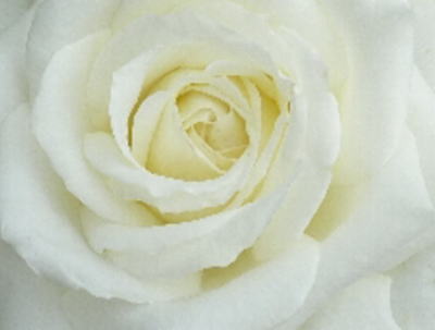 薔薇（ホワイト）